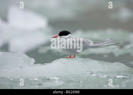 Stati Uniti d'America Alaska Sud Sawyer guadi terrore deserto Arctic Tern Sterna paradisaea poggiante su iceberg Foto Stock