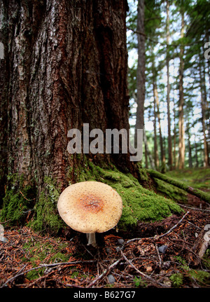 Funghi giganti a Kitsumkalum parco provinciale Foto Stock