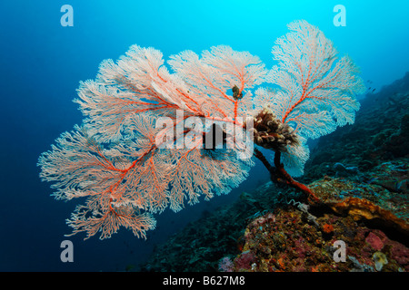 Corallo rosso di ventole in una barriera corallina, avvisatore acustico Coral (Melithea ochracea), Nero Crinoide, giglio di mare o giù-star (Oxycomanthus bennetti) Foto Stock