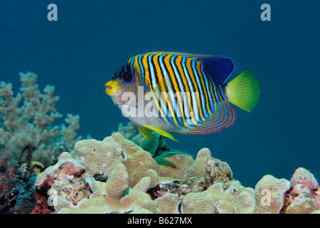 Royal Angelfish (Pygoplites diacanthus), Coral reef, Selayar isola, costa Ovest, Sud Sulawesi, Indonesia, il mare di Giava, Indian Oc Foto Stock