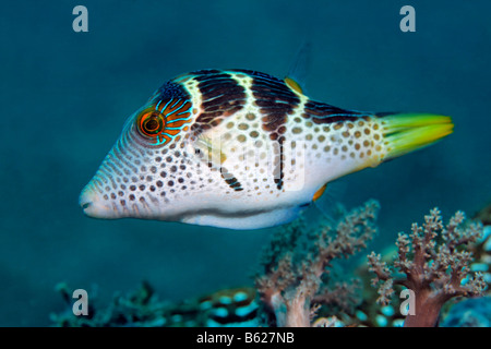 La Valentinni Sharpnose Puffer (Canthigaster valentini), Coral reef, Selayar Isola, West Coast, Sulawesi meridionale, Indonesia, Java Foto Stock