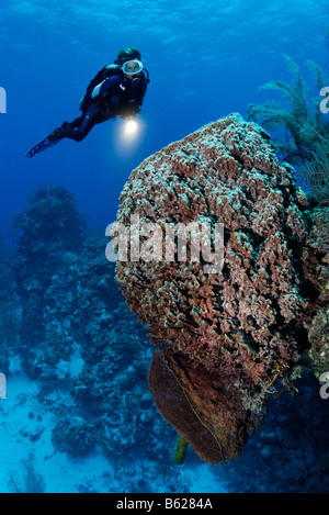 Sub femmina con una lampada davanti a una grande botte (spugna Xestospongia muta), Half Moon Caye, Lighthouse Reef, Turneffe Atoll Foto Stock