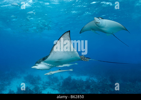 Spotted Raggi Eagle (Aetobatus narinari) con Live Sharksuckers (Echeneis naucrates) nuoto al di sopra di una barriera corallina con banchi di sabbia Foto Stock