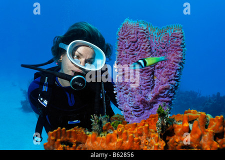 Sub femmina guardando un vaso azzurro spugna (Callyspongia plicifera) e Bluehead Wrasse (Thalasoma bifasciatum), fase adulta, Foto Stock