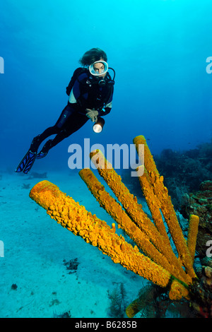 Sub femmina guardando un Aplysina fistularis spugna (Aplysina fistularis), su un fondale sabbioso, in corrispondenza di un bordo di una scogliera di corallo, Ha Foto Stock