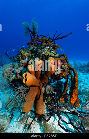 Grandi blocchi di corallo con multi-colore di spugne e coralli di fronte blu acqua, Half Moon Caye, Lighthouse Reef, Turneffe Atoll Foto Stock