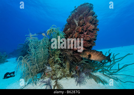 Tiger raggruppatore (Mycteroperca tigri) nella parte anteriore di una canna spugna (Xestopsongia muta) e vari tipi di corallo, circondato da un Foto Stock