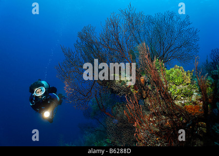 Sub femmina con una lampada guardando un profondo-acqua mare fan (Iciligorgia schrammi) su una pendenza ripida scogliera di corallo, Hopkins, Dangr Foto Stock