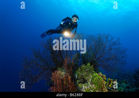 Sub femmina con una lampada guardando free-standing profondo-acqua mare fan (Iciligorgia schrammi) nella parte anteriore di una pendenza ripida coral Foto Stock