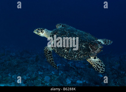 Genuine tartaruga embricata (Eretmochelys imbricata) nuotare in acque blu in alto sopra una barriera corallina, Hopkins, Dangria, Belize, Cen Foto Stock