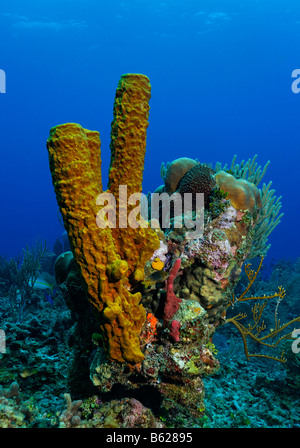 Piccolo, multi-colore blocco di corallo con svariati tipi di spugne e coralli, tubo giallo spugna (Aplysina fistularis), Hopkins, Dangria, Foto Stock