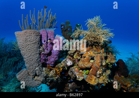 Piccolo, multi-colore blocco di corallo nella parte anteriore di un fondale sabbioso con svariati tipi di spugne e coralli, Hopkins, Dangria, Belize, centrale Foto Stock