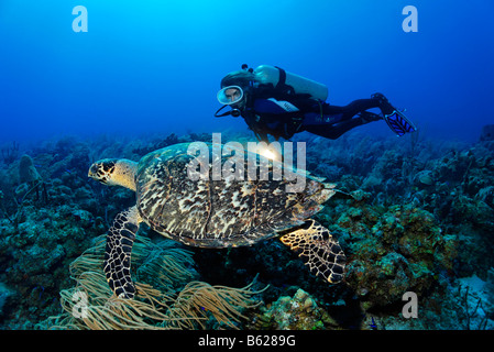 Sub femmina con una lampada osservando una vera tartaruga embricata (Eretmochelys imbricata) in una barriera corallina, Turneffe Atoll, Belize, Foto Stock