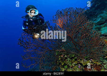 Sub femmina con una lampada guardando un profondo-acqua mare fan (Iciligorgia schrammi) su una ripida caduta Coral reef, Hopkins, Dang Foto Stock