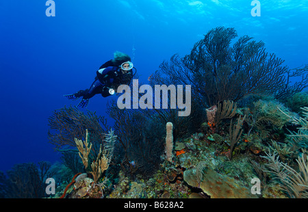 Sub femmina con una lampada guardando un profondo-acqua mare fan (Iciligorgia schrammi) su una scogliera in battuta la barriera corallina con vari Foto Stock