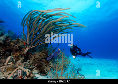 Sub femmina con una lampada di nuoto su fondali sabbiosi guardando un gigante slit-mare dei pori asta (Plexaurella nutans) sul bordo di un Foto Stock