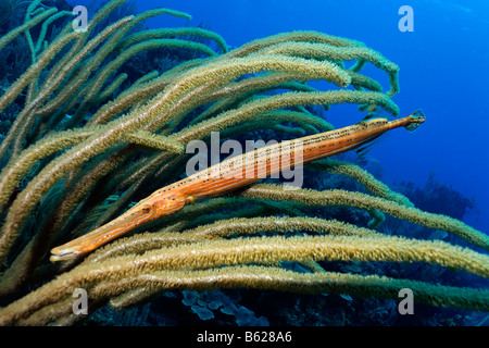 Adulto Trumpetfish atlantico (Aulostomus maculatus) cercando rifugio in un gigante slit-mare dei pori asta (Plexaurella nutans), Hopkin Foto Stock