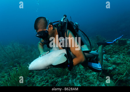 Istruttore di immersioni tenendo un Caraibi squalo nutrice (Ginglymostoma cirratum), contatto speciale sul ventre degli squali fa Foto Stock