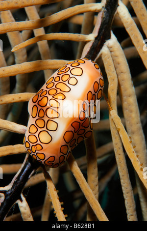 Ovulids, Cowry alleati o False Cowries (Cyphoma gibbosum) alimentazione su soft coral, barriera corallina, San Pedro, Ambergris Cay isola, Foto Stock