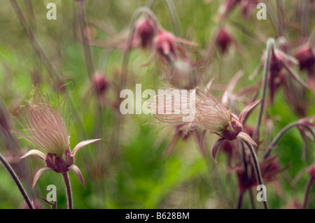 Cluster di prateria Geum fumo triflorum proveniente in bloom Sauk County Wisconsin Foto Stock