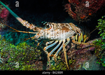 Caraibi aragosta (Panulirus Argus) in una bocchetta a lancia e la Barriera Corallina, San Pedro, Ambergris Cay Isola, Belize, America Centrale Foto Stock