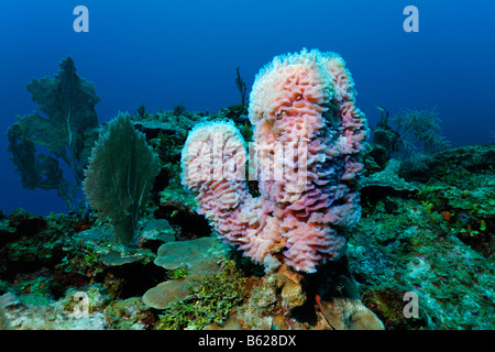 Vaso azzurro spugna (Callyspongia plicifera) crescente tra una varietà di altri coralli su una scogliera di corallo, barriera corallina, San Pedro, Foto Stock