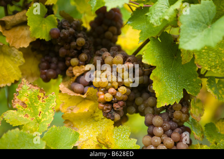 Vendemmia Tardiva le uve per il vino di ghiaccio Niagara Ontario Canada Foto Stock