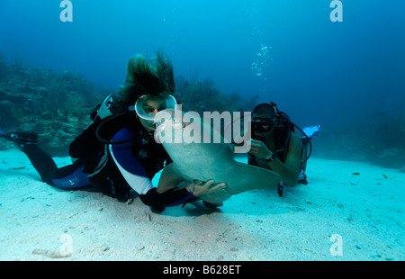 Scuba Diver che accarezzano il lato inferiore di un infermiere Shark (Ginglymostoma cirratum) in modo che provoca lo squalo a cadere in uno stato Foto Stock