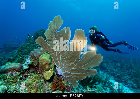 Subacqueo con una torcia osservando un mare fan corallo (Gorgonia flabellum) su di una scogliera di corallo, barriera corallina, San Pedro, Ambergris Cay Foto Stock