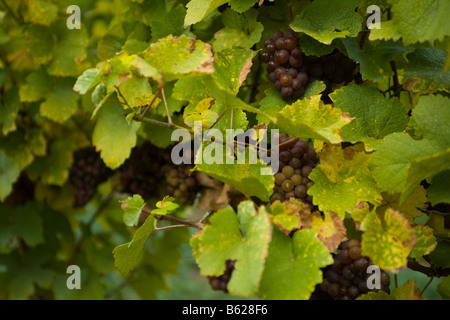 Vendemmia Tardiva le uve per il vino di ghiaccio Niagara Ontario Canada Foto Stock