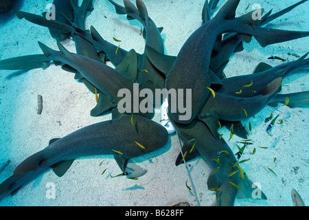 Una scuola di squalo nutrice (Ginglymostoma cirratum) attratto da un contenitore di profumo agenti e esca lye sull'oceano di sabbia piano Foto Stock