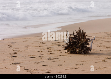 Un registro driftwood presso la Marina Beach, Chennai. Foto Stock