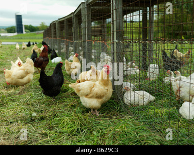 Free range pollo su una fattoria in Upstate New York. Foto Stock