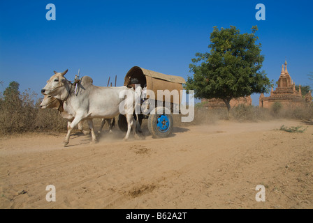 Ox carrello su una strada dustry Bagan Pagan MYANMAR Birmania Foto Stock