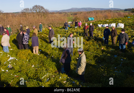 Commercio all'ingrosso annuale asta di taglio agrifoglio e vischio per le decorazioni di Natale a Little Hereford, Shropshire, Inghilterra, Regno Unito Foto Stock