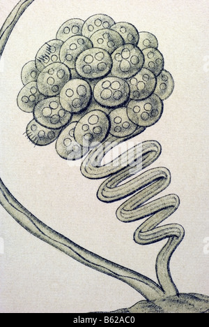 Ciliata / Wimperlinge, nome Stentor, Haeckel, Kunstformen der Natur, art nouveau, xx secolo, in Europa Foto Stock