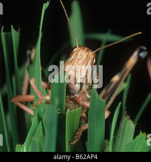 Desert locust Schistocerca gregaria testa su attraverso il frumento danneggiato Foto Stock