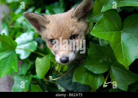 Paesi Bassi Noord Holland Graveland giovane volpe rossa vulpes vulpes Foto Stock