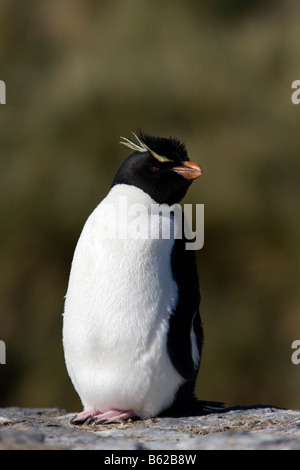 Pinguino saltaroccia (Eudyptes chrysocome chrysocome), isola più deprimente, Isole Falkland Foto Stock