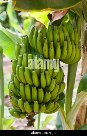 Banana mazzetto pendenti da piante di banana (Musa) Foto Stock