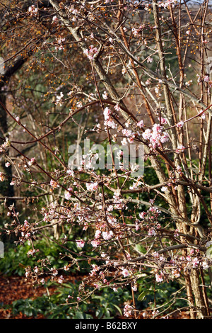 VIBURNUM X BODNANTENSE DAWN Foto Stock