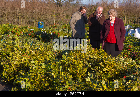 Commercio all'ingrosso annuale asta di taglio agrifoglio e vischio per le decorazioni di Natale a Little Hereford, Shropshire, Inghilterra, Regno Unito Foto Stock