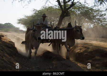 Ox carrello su una strada dustry Bagan Pagan MYANMAR Birmania Foto Stock