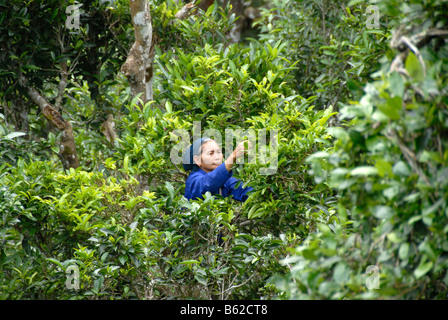 Tè, una donna della tribù Phunoy prelevare le foglie di tè dalla corona dei vecchi alberi di tè, Ban Komaen, Phongsali Provincia, Laos, Sout Foto Stock