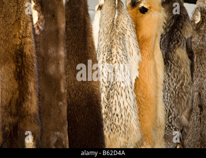 Pelliccia pellicce appeso nella Baia di Hudson trading company storehouse Fort Langley National Historic Site Canada Foto Stock