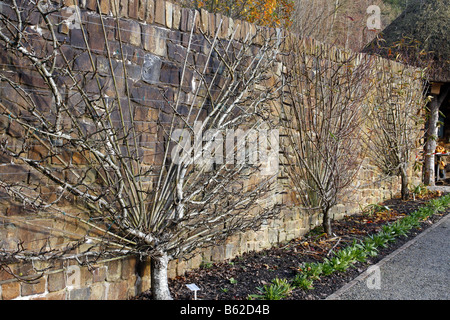 Ventilatore addestrato alberi da frutto a RHS ROSEMOOR GARDEN DEVON TELECAMERA PIÙ VICINA PERA GLOU MORCEAU sulla mela cotogna C QUINDI PEACH falco pellegrino Foto Stock