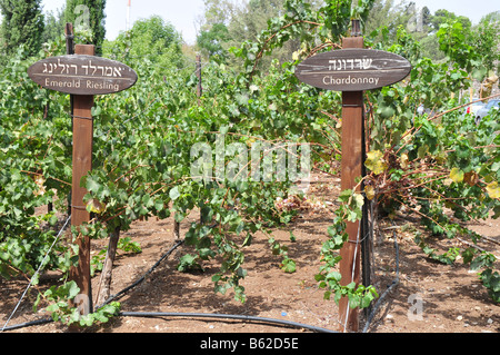 Israele Bassa Galilea Tabor Winery Chardonnay e Emerald Riesling su un vigneto Agosto 2008 Foto Stock