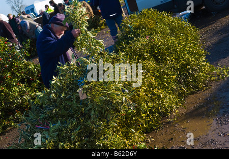 Commercio all'ingrosso annuale asta di taglio agrifoglio e vischio per le decorazioni di Natale a Little Hereford, Shropshire, Inghilterra, Regno Unito Foto Stock