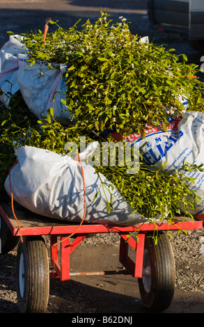 Commercio all'ingrosso annuale asta di taglio agrifoglio e vischio per le decorazioni di Natale a Little Hereford, Shropshire, Inghilterra, Regno Unito Foto Stock