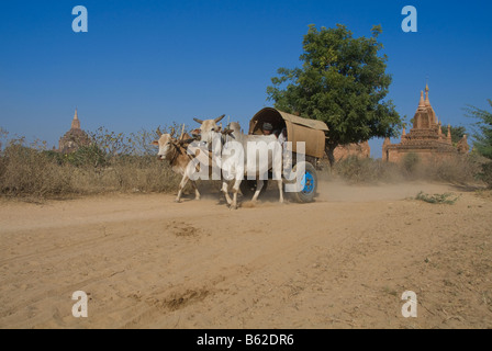 Ox carrello su una strada dustry Bagan Pagan MYANMAR Birmania Foto Stock